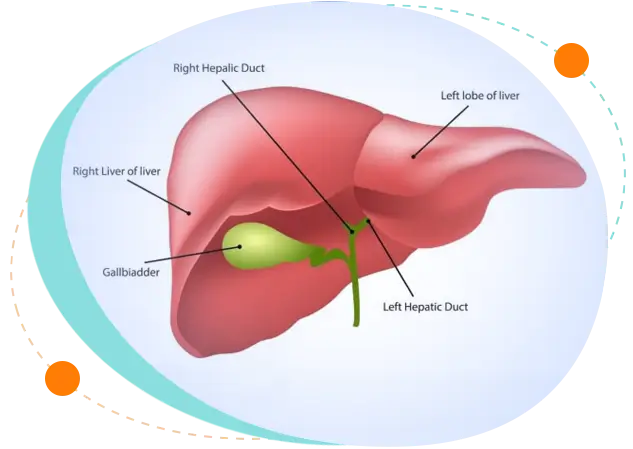 Child liver biopsy procedures